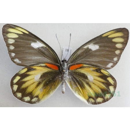 Delias zebuda Hewitson, 1862 female reverse Indonesia, Sulawesi18